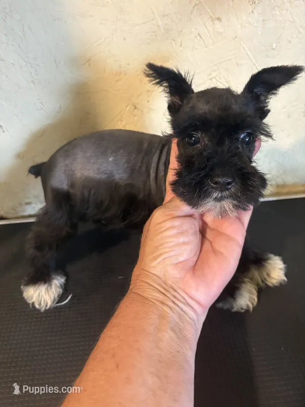 London  – Miniature Schnauzer puppy for sale in Saint Hedwig, TX