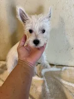 Tia, a female West Highland White Terrier for sale in Saint Hedwig, TX – 3 of 5