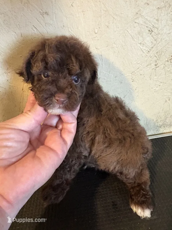 Cocoa – Yorkipoo puppy for sale in Saint Hedwig, TX