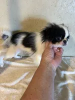 Tiny Chin diamond , a female Japanese Chin for sale in Saint Hedwig, TX – 1 of 7
