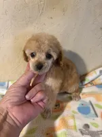 Barbie, a female Poodle - Miniature  for sale in Saint Hedwig, TX – 2 of 7