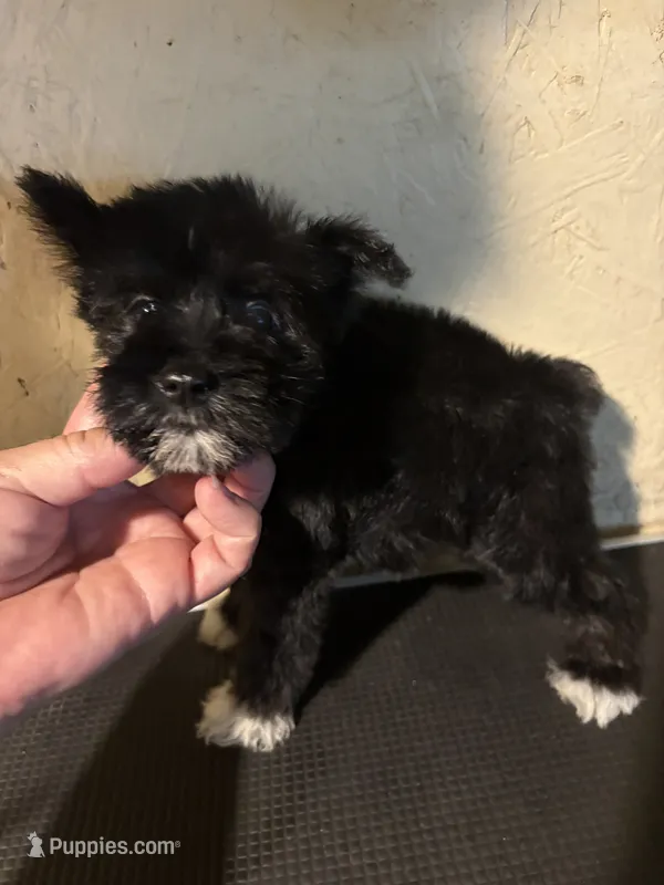 London  – Miniature Schnauzer puppy for sale in Saint Hedwig, TX