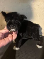 London , a female Miniature Schnauzer for sale in Saint Hedwig, TX – 1 of 3
