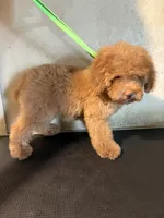 Red , a female Poodle - Toy  for sale in Saint Hedwig, TX – 3 of 6
