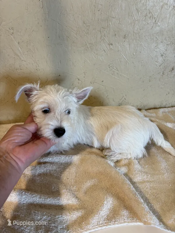 Dudley  – West Highland White Terrier puppy for sale in Saint Hedwig, TX