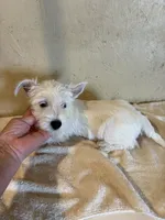 Dudley , a male West Highland White Terrier for sale in Saint Hedwig, TX – 1 of 7