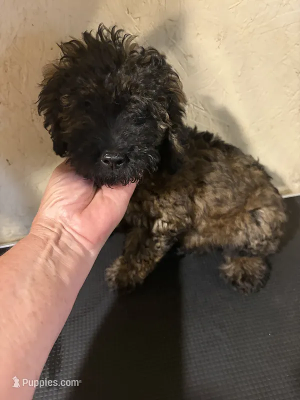Madden  – Poodle - Miniature  puppy for sale in Saint Hedwig, TX