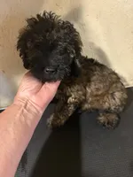 Madden , a male Poodle - Miniature  for sale in Saint Hedwig, TX – 1 of 3