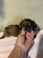 Longhair red , a female Miniature Dachshund for sale in Saint Hedwig, TX – 3 of 4