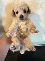 Tiny toy, a male Poodle - Toy  for sale in Saint Hedwig, TX – 3 of 5