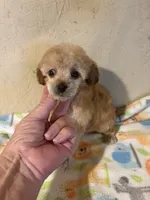 Barbie, a female Poodle - Miniature  for sale in Saint Hedwig, TX – 3 of 7