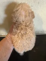 Angela, a female Poodle - Toy  for sale in Saint Hedwig, TX – 3 of 4