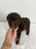 Brownie, a male Miniature Aussiedoodle for sale in Saint Hedwig, TX – 1 of 1