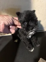 Lucy , a female Miniature Schnauzer for sale in Saint Hedwig, TX – 4 of 5