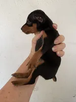 Cooper, a male Miniature Pinscher for sale in Saint Hedwig, TX – 3 of 3