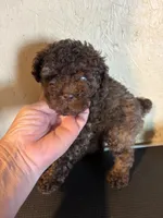 Brownie , a male Poodle - Miniature  for sale in Saint Hedwig, TX – 2 of 5