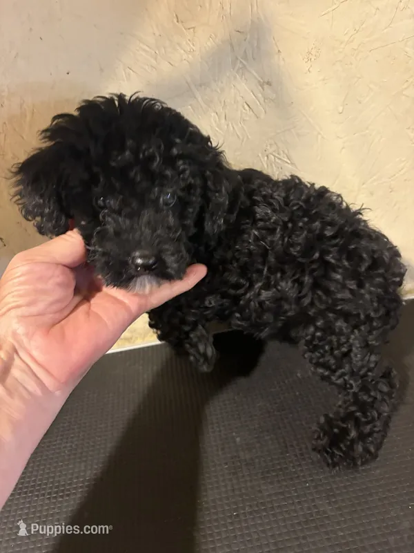 Black  – Poodle - Toy  puppy for sale in Saint Hedwig, TX