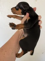 Duke, a male Miniature Pinscher for sale in Saint Hedwig, TX – 2 of 4