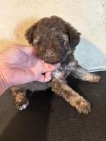 Sammy, a male Yorkipoo and Poodle - Miniature  for sale in Saint Hedwig, TX – Photo 5 of 7