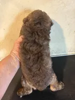 Sammy, a male Yorkipoo and Poodle - Miniature  for sale in Saint Hedwig, TX – Photo 2 of 7