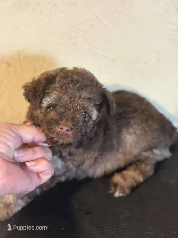 Sammy – Yorkipoo, Poodle - Miniature  puppy for sale in Saint Hedwig, TX