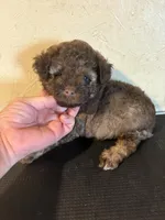 Sammy, a male Yorkipoo and Poodle - Miniature  for sale in Saint Hedwig, TX – Photo 3 of 7