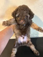 Sammy, a male Yorkipoo and Poodle - Miniature  for sale in Saint Hedwig, TX – Photo 6 of 7