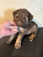 Sammy, a male Yorkipoo and Poodle - Miniature  for sale in Saint Hedwig, TX – Photo 4 of 7