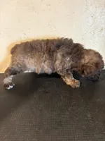 Sammy, a male Yorkipoo and Poodle - Miniature  for sale in Saint Hedwig, TX – Photo 7 of 7