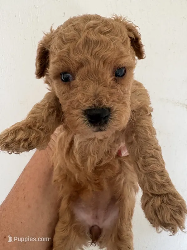 AKC Cafe Au Late’ – Poodle - Toy  puppy for sale in Saint Hedwig, TX