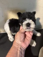 Party, a female Miniature Schnauzer for sale in Saint Hedwig, TX – 2 of 3