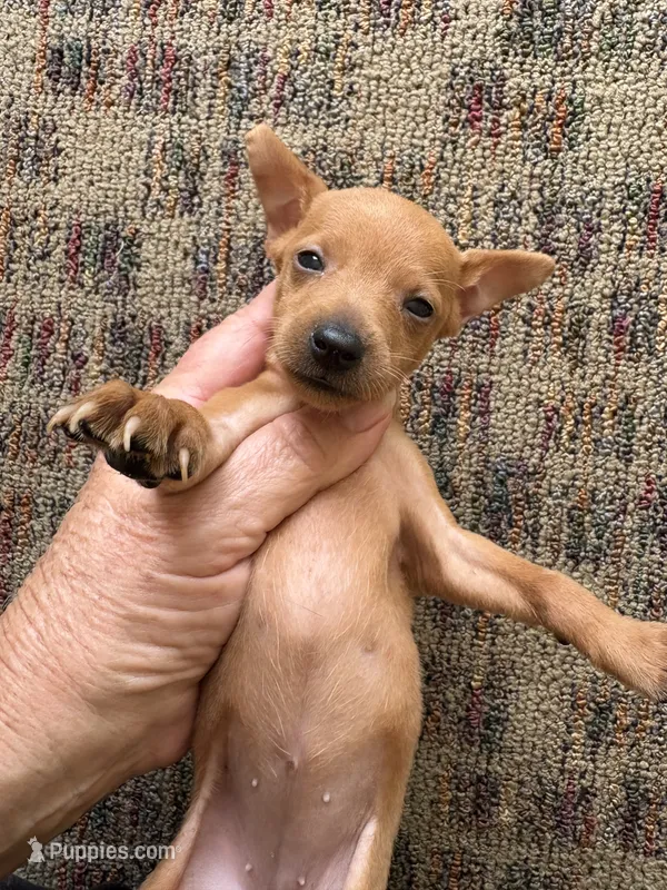 Rose – Miniature Pinscher puppy for sale in Saint Hedwig, TX