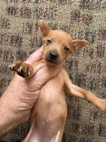 Rose, a female Miniature Pinscher for sale in Saint Hedwig, TX – 1 of 4