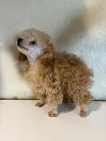 AKC tiny Cafe Au Late’, a female Poodle - Toy  for sale in Saint Hedwig, TX – 2 of 5