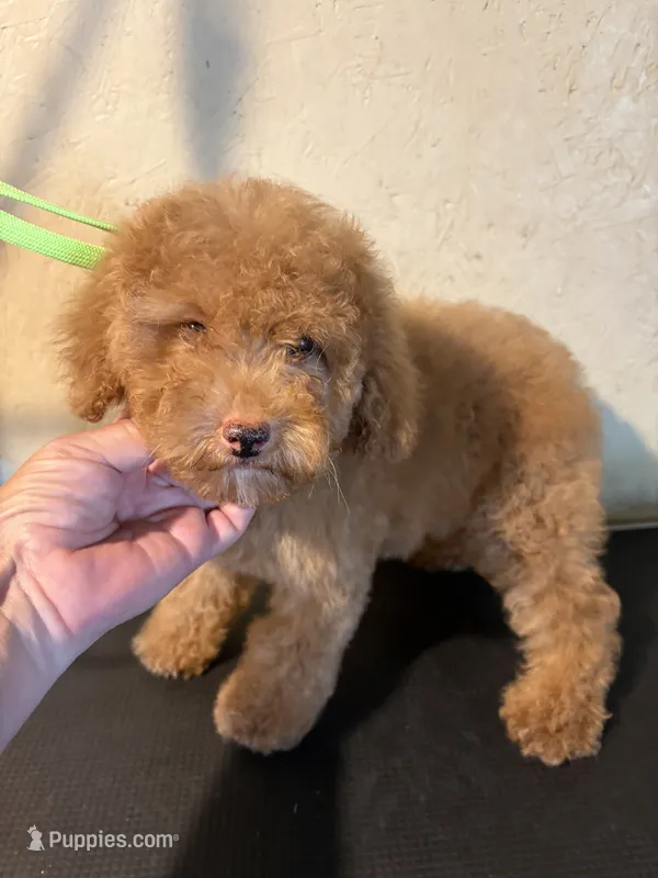 Red  – Poodle - Toy  puppy for sale in Saint Hedwig, TX