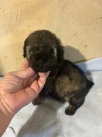 Barkley, a male Poodle - Miniature  for sale in Saint Hedwig, TX – 3 of 5