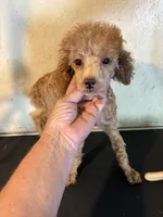 Red , a female Poodle - Toy  for sale in Saint Hedwig, TX – 4 of 7