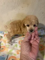 Barbie, a female Poodle - Miniature  for sale in Saint Hedwig, TX – 1 of 7