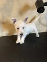 Crystal, a female West Highland White Terrier for sale in Saint Hedwig, TX – 1 of 4