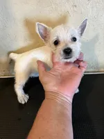 Tia, a female West Highland White Terrier for sale in Saint Hedwig, TX – 2 of 4