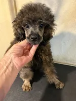 Madden , a male Poodle - Miniature  for sale in Saint Hedwig, TX – 3 of 5