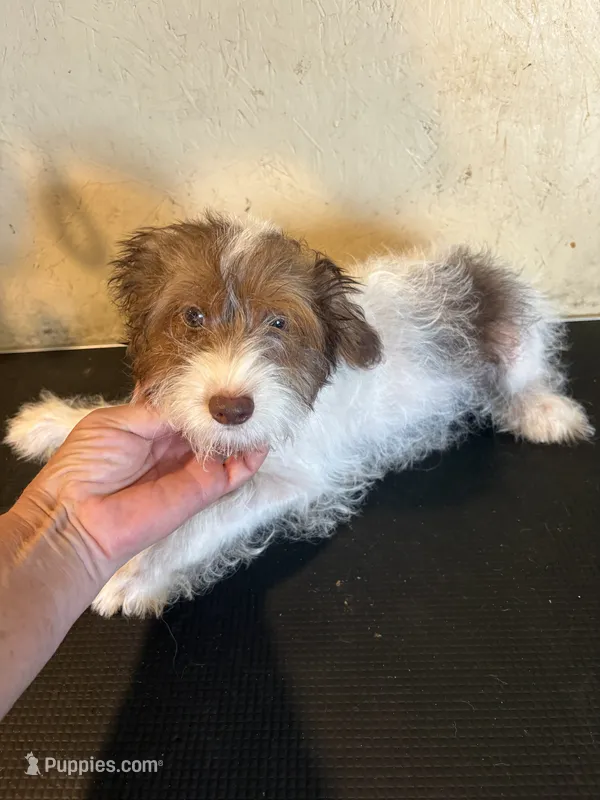 Sparkie  – Yorkipoo puppy for sale in Saint Hedwig, TX