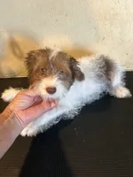 Sparkie , a male Yorkipoo for sale in Saint Hedwig, TX – 1 of 3