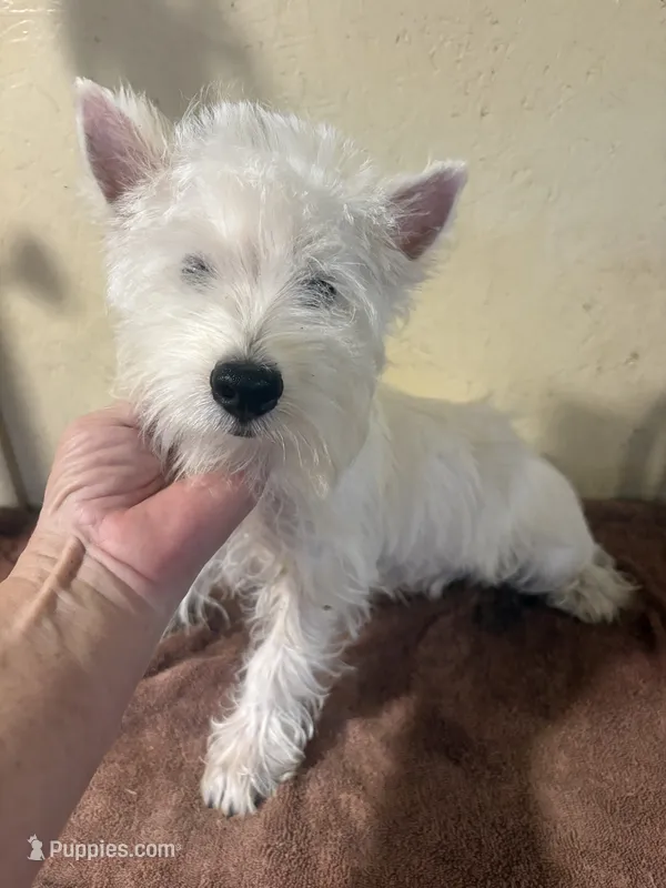 Dudley  – West Highland White Terrier puppy for sale in Saint Hedwig, TX