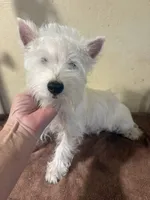 Dudley , a male West Highland White Terrier for sale in Saint Hedwig, TX – 1 of 3
