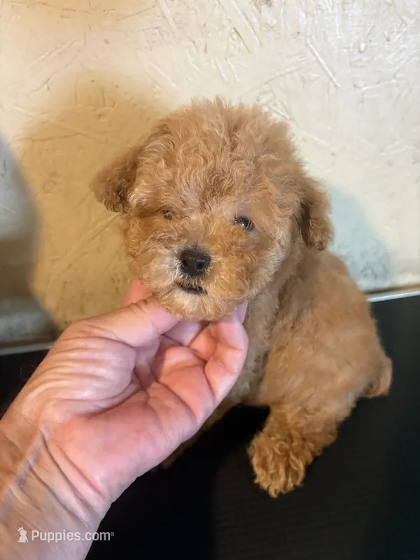 AKC Cafe Au Late’ – Poodle - Toy  puppy on hold in Saint Hedwig, TX