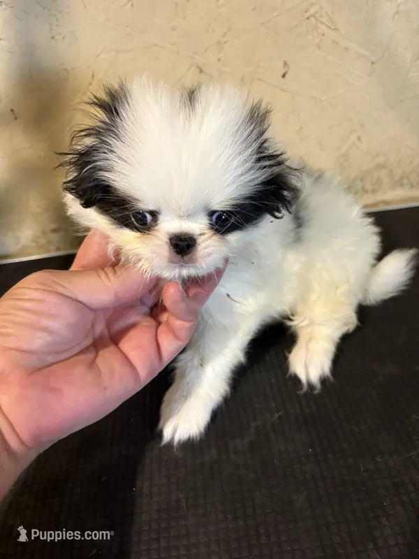 Chin Milo  – Japanese Chin puppy for sale in Saint Hedwig, TX