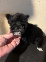 Lucy , a female Miniature Schnauzer for sale in Saint Hedwig, TX – 1 of 5
