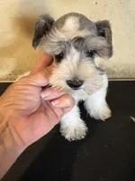 Party, a male Miniature Schnauzer for sale in Saint Hedwig, TX – 3 of 5