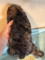 Spooky , a male Yorkipoo for sale in Saint Hedwig, TX – Photo 2 of 3